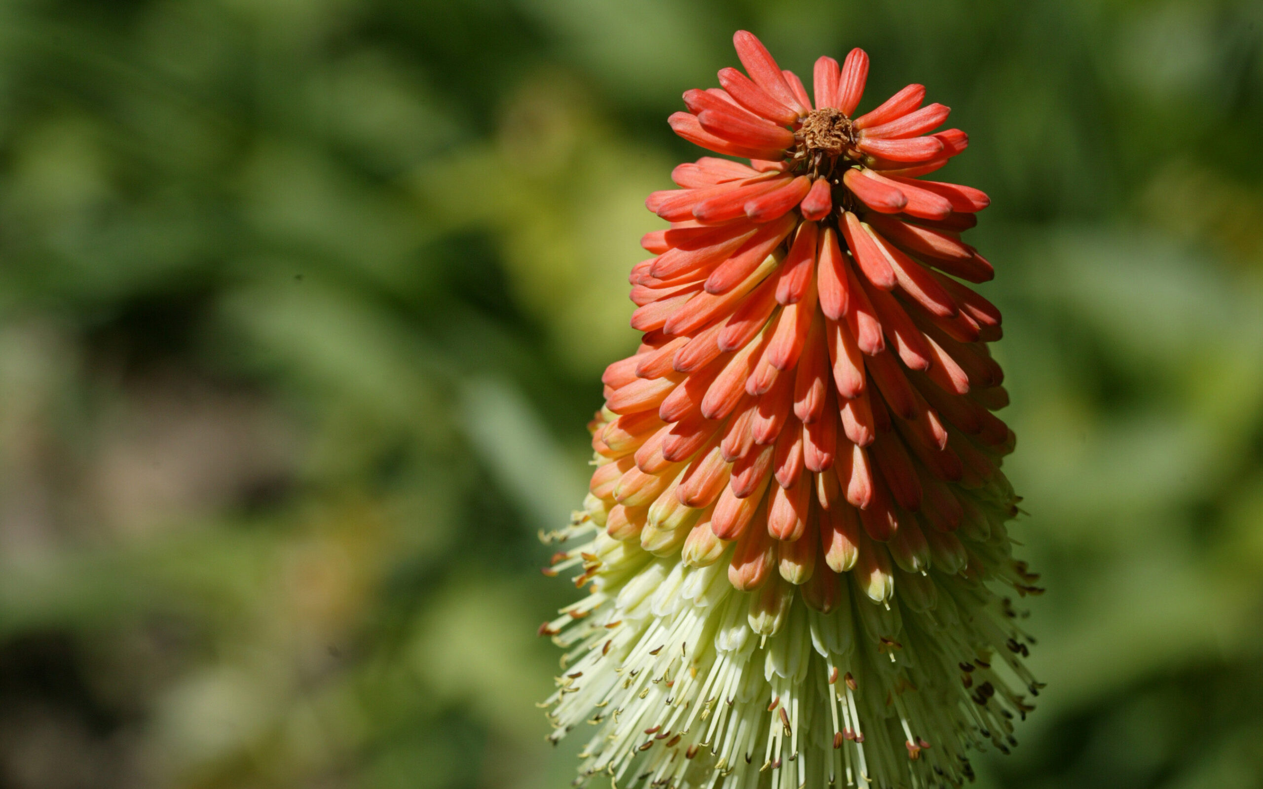 Red Hot Poker - Image 2