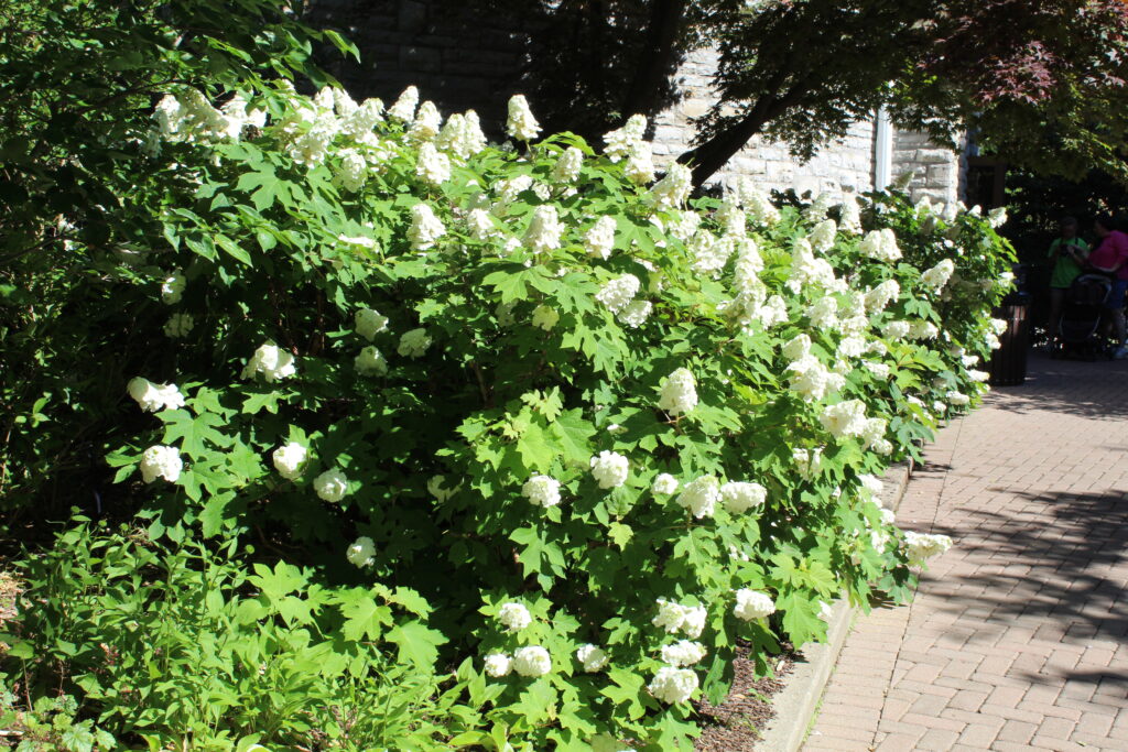 Ruby Slippers Hydrangea - Image 3