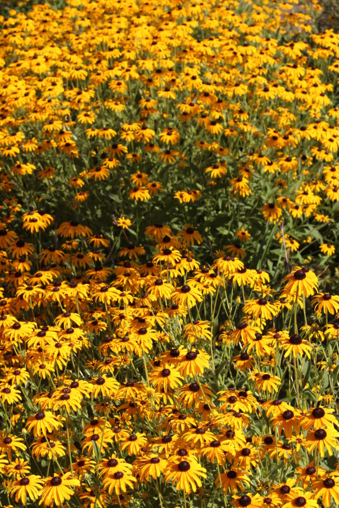 Goldsturm Black-eyed Susan - Image 3
