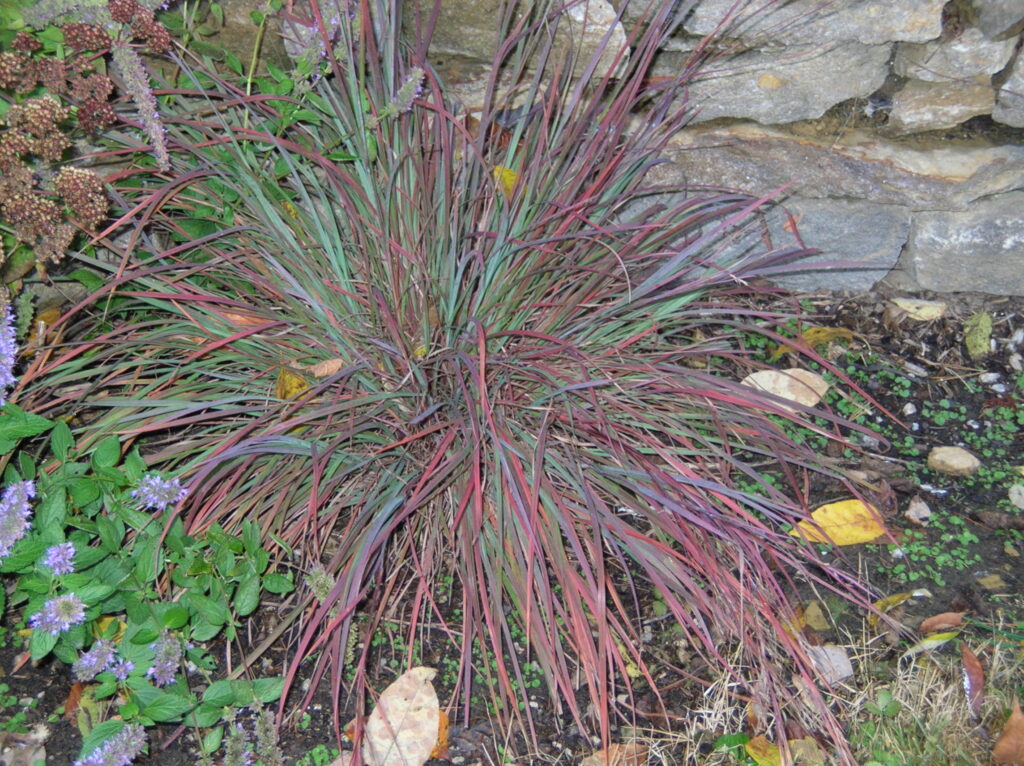 The Blues Little Bluestem - Image 2