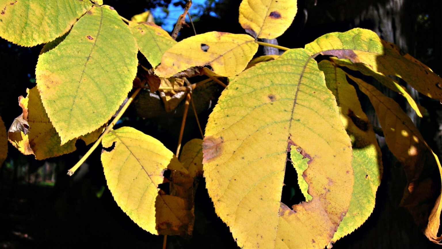 Shagbark Hickory - Image 2