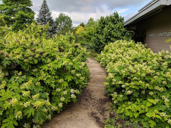 Sikes Dwarf Hydrangea