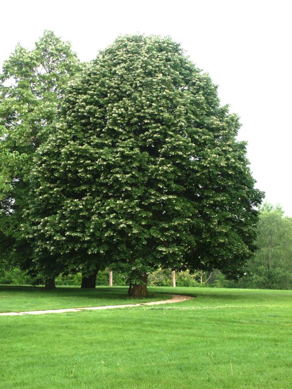 Silver Linden