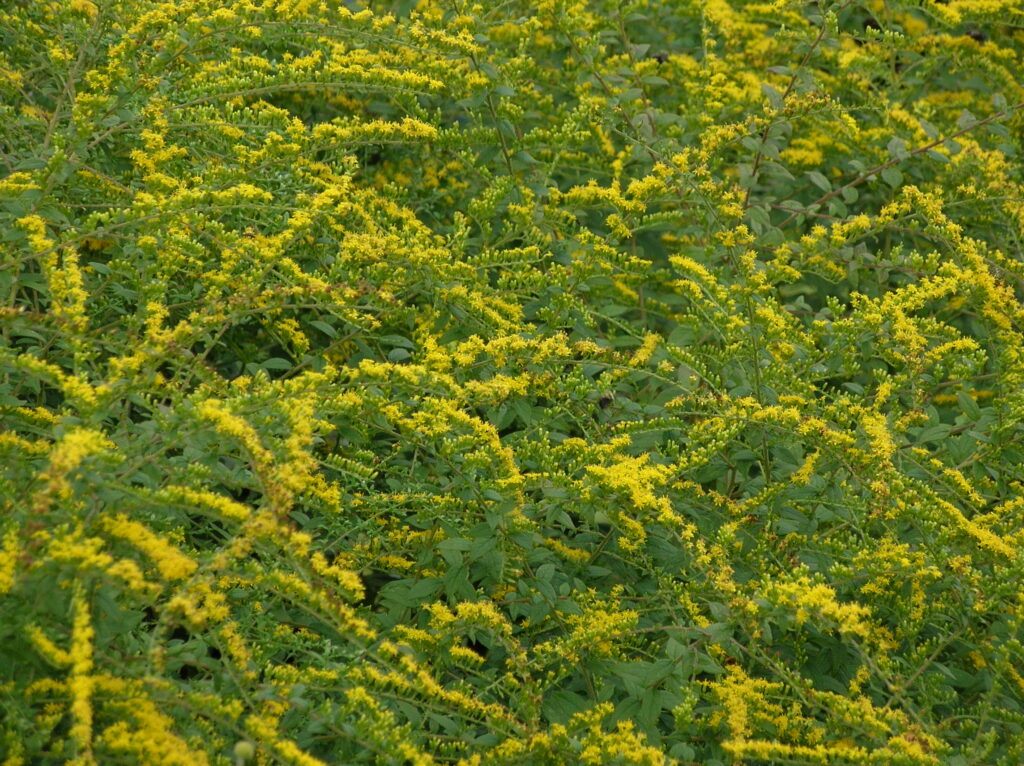 Fireworks Goldenrod - Image 3