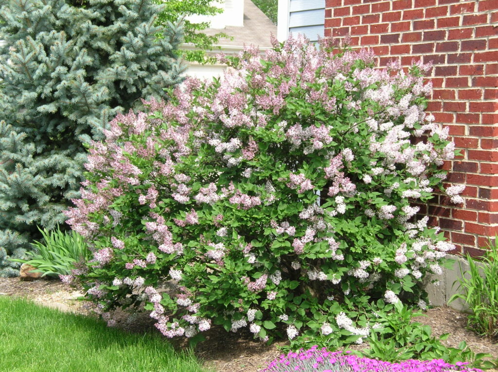 Miss Kim Manchurian Lilac - Image 2