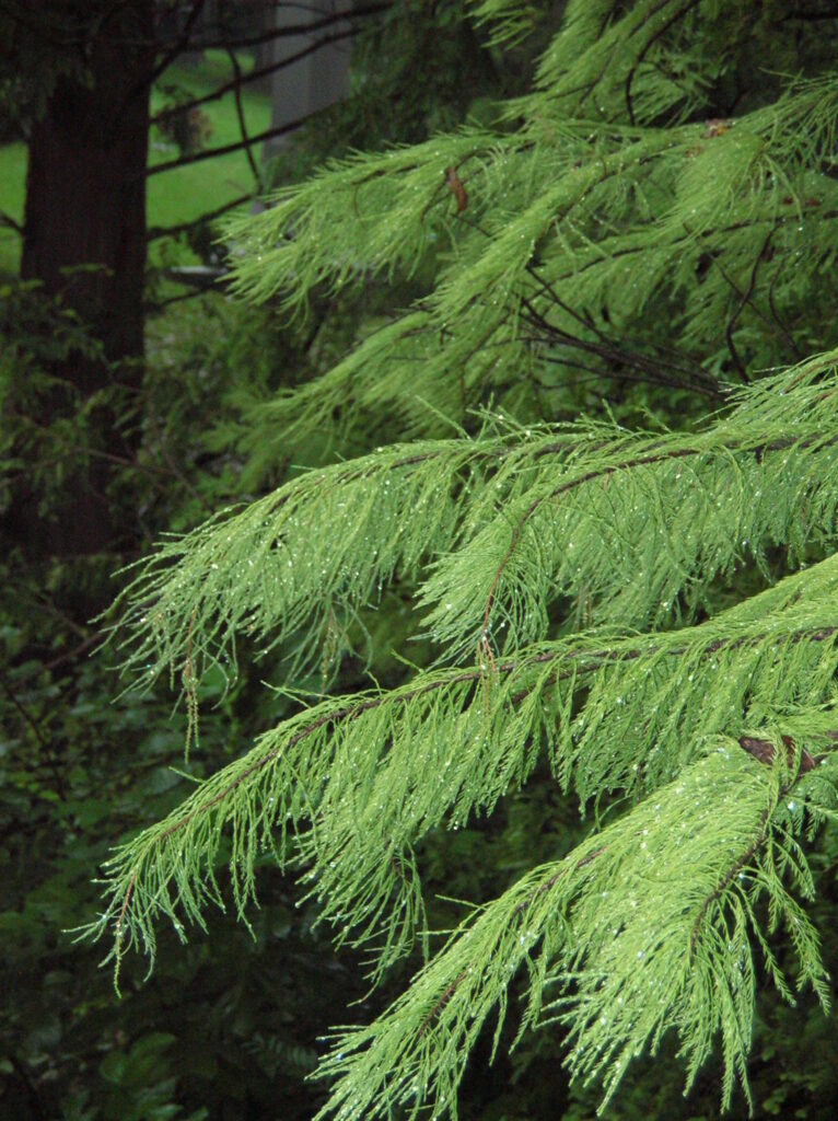 Pond Cypress - Image 3