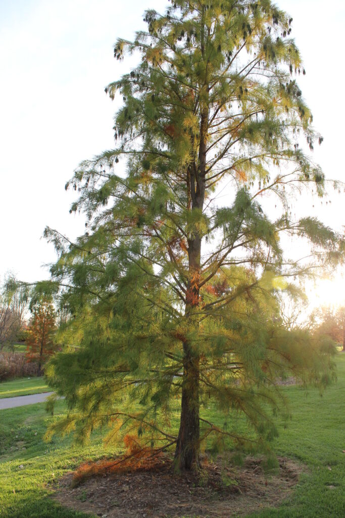 Pond Cypress - Image 2