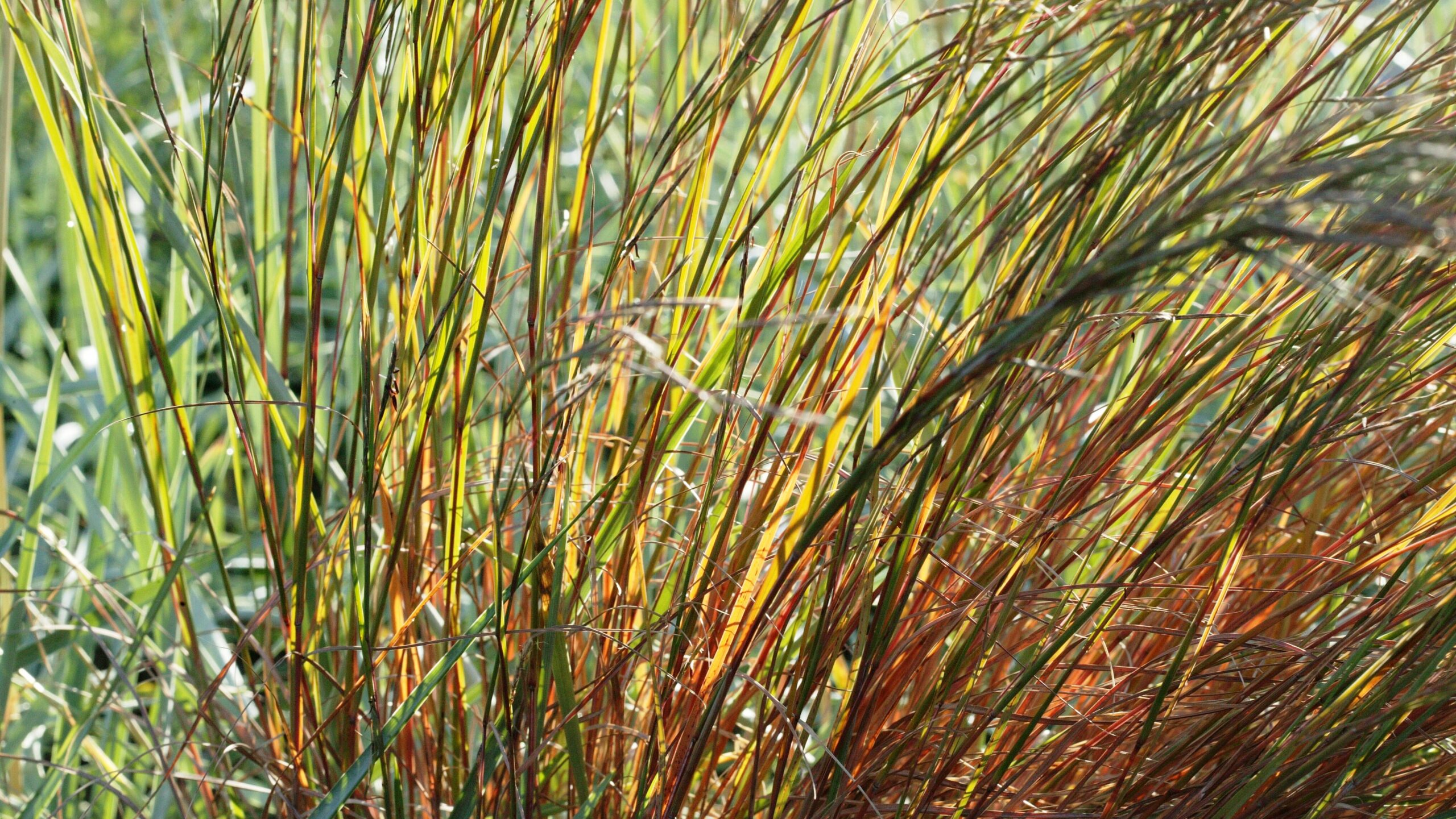 The Blues Little Bluestem - Image 3