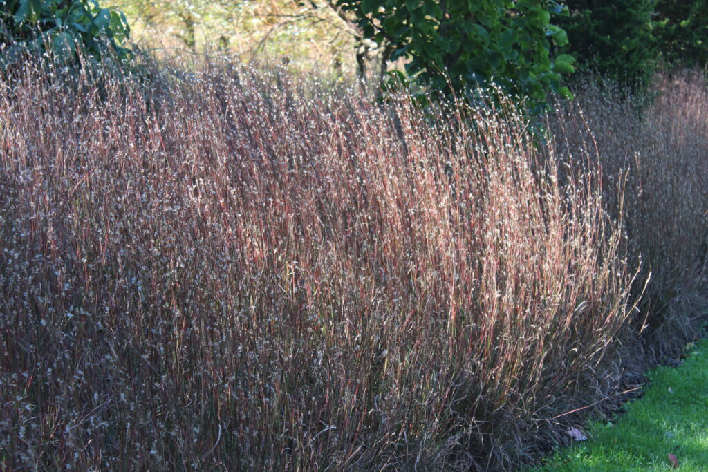 The Blues Little Bluestem - Image 4