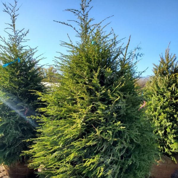 Canadian Hemlock