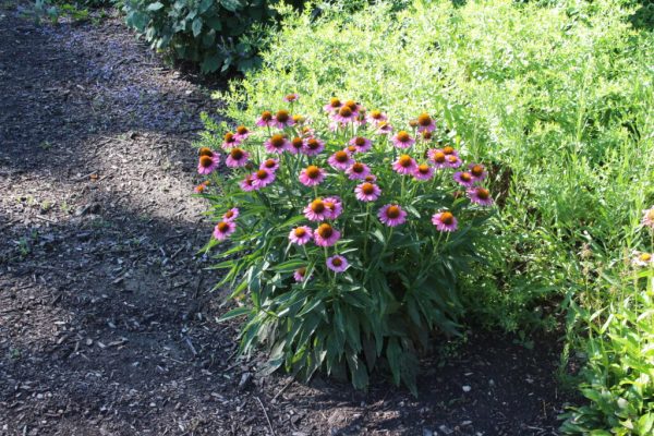 Purple Coneflower