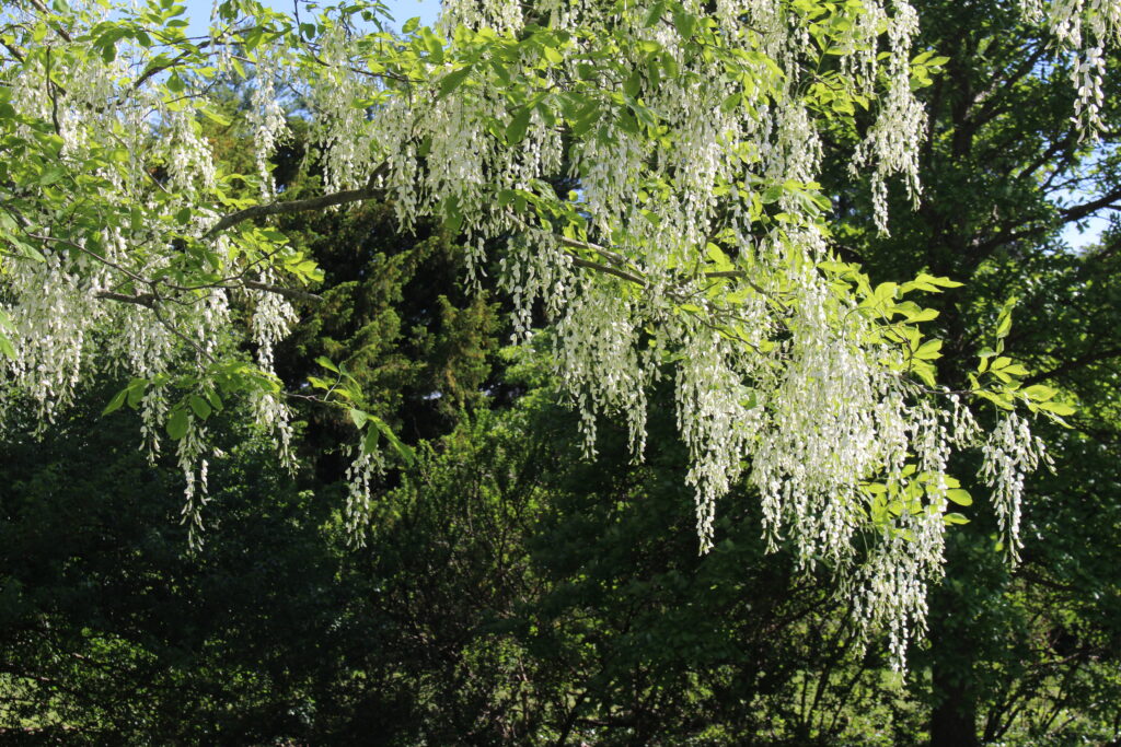 Yellowwood - Image 2