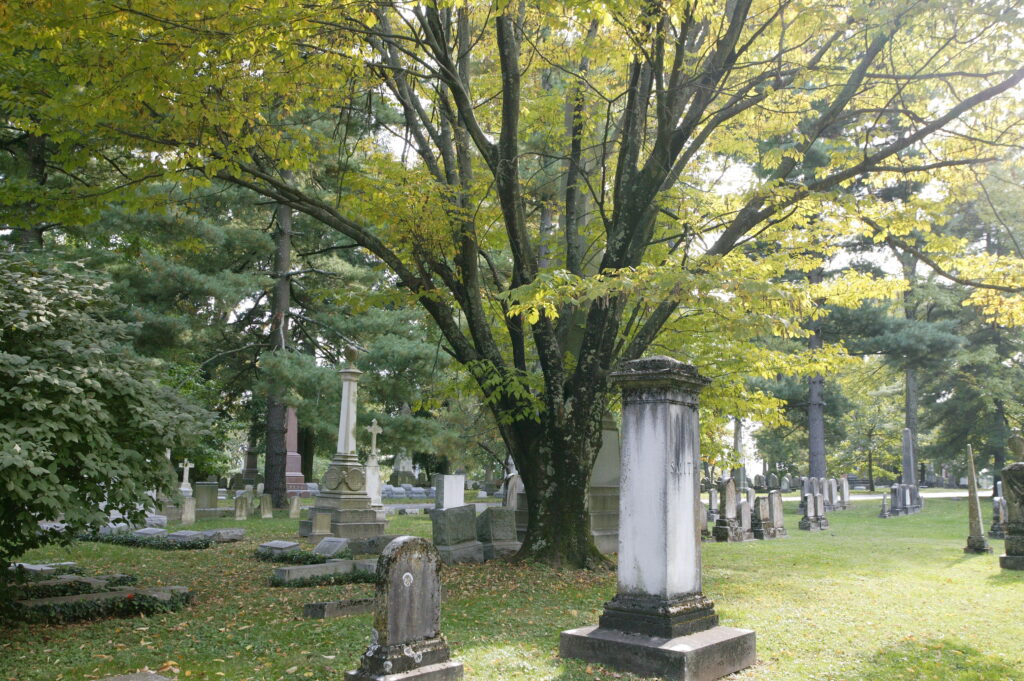 Yellowwood - Image 4