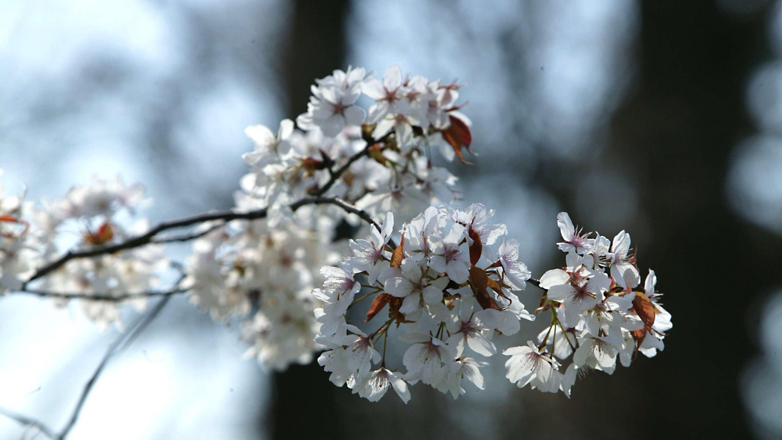 Yoshino Cherry - Image 5