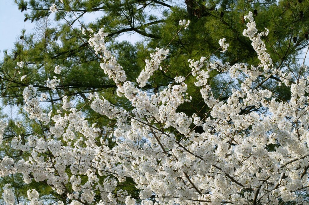 Yoshino Cherry - Image 4