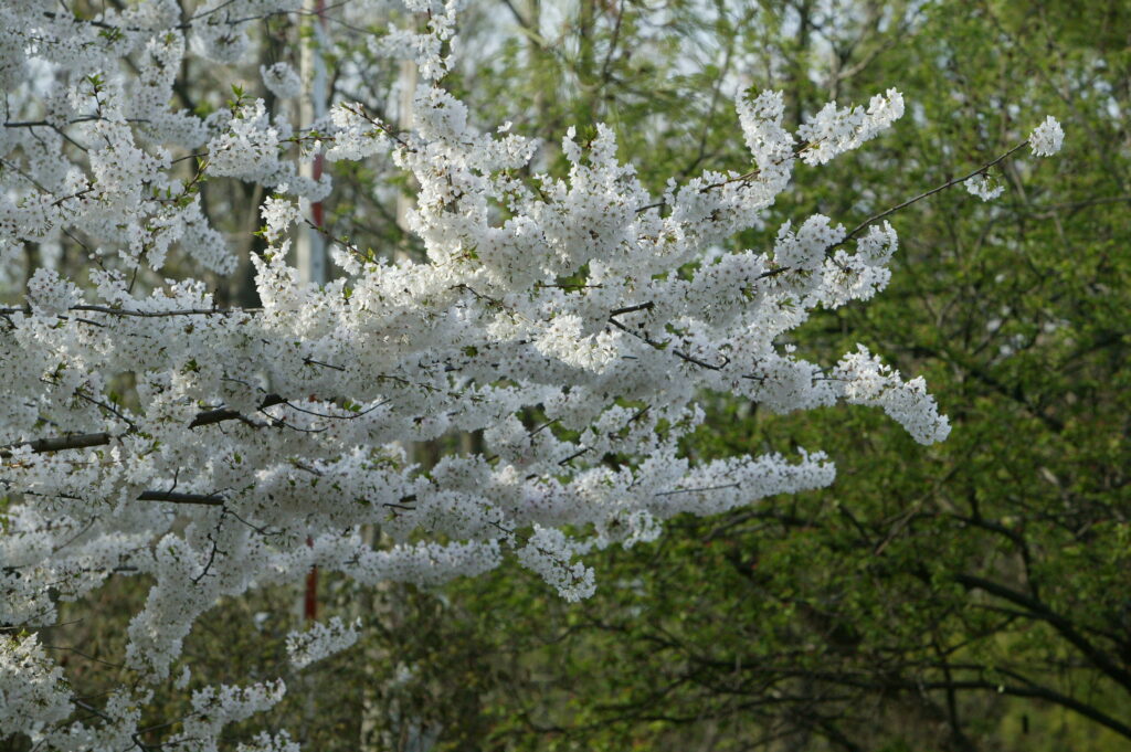 Yoshino Cherry - Image 3