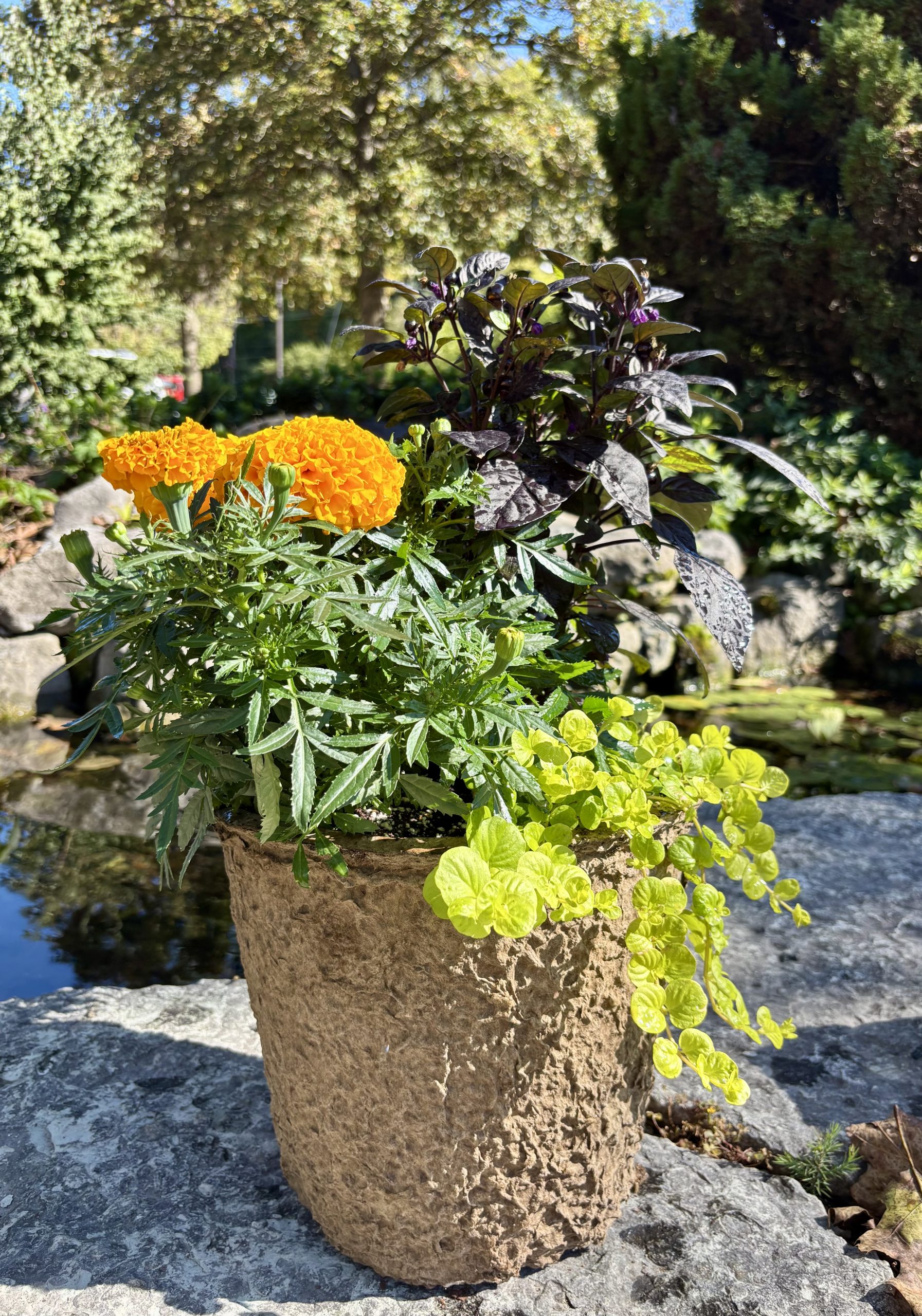 Individual Seasonal Planter - Image 10