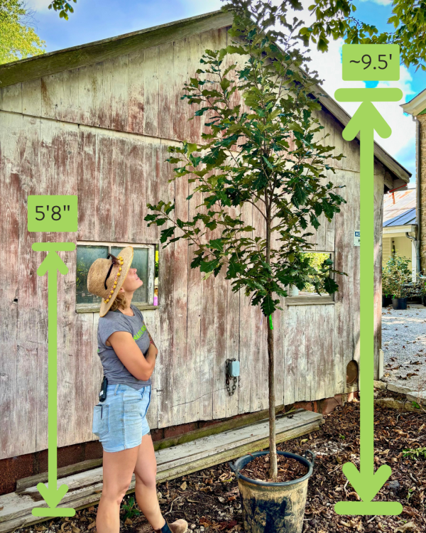 Swamp White Oak (Quercus bicolor)