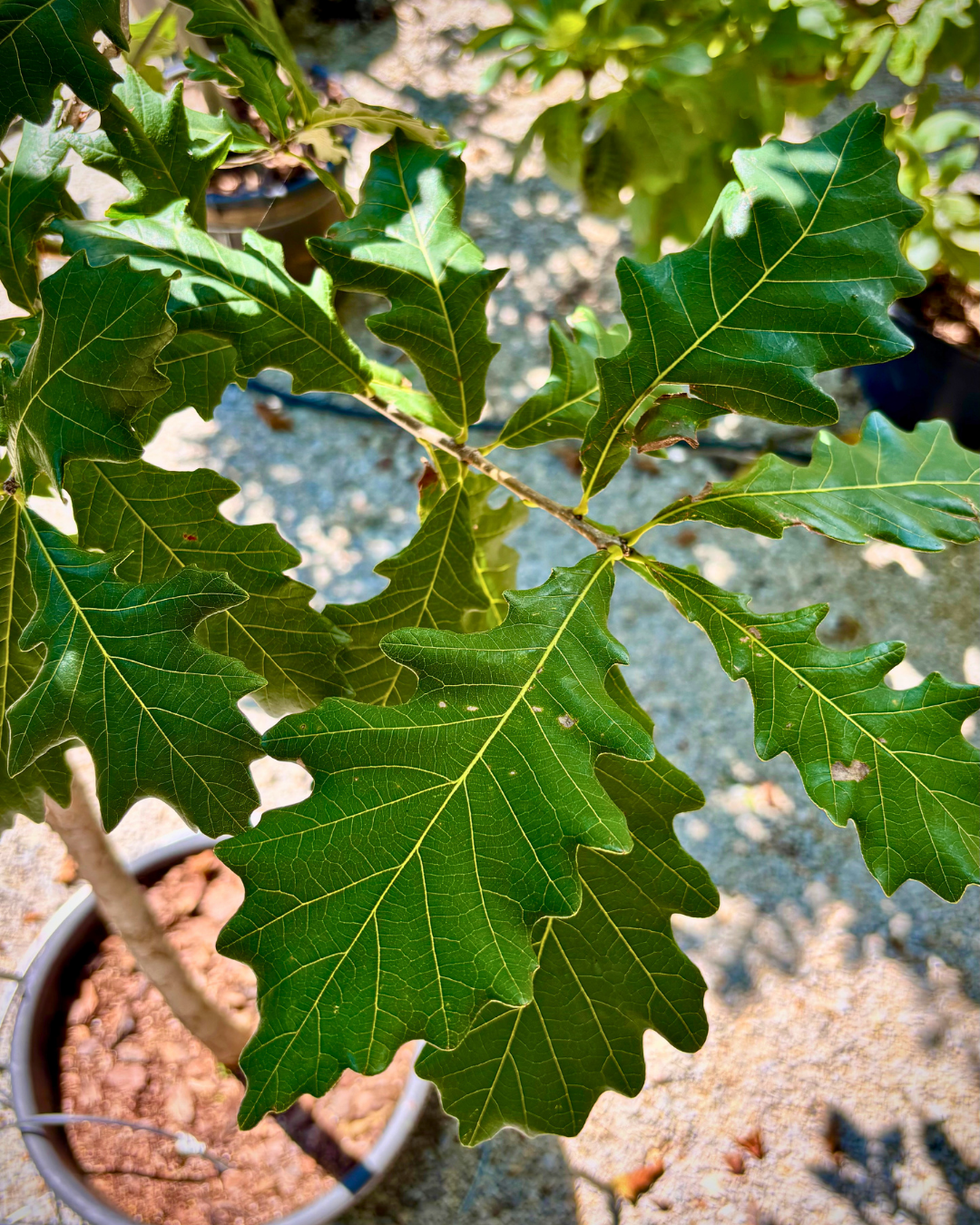 Swamp White Oak (Quercus bicolor) - Image 2