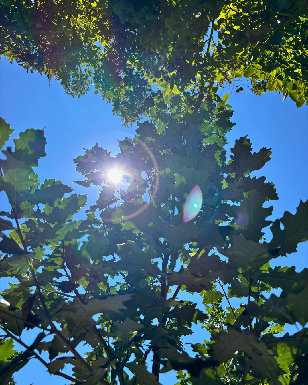 Swamp White Oak (Quercus bicolor) - Image 3